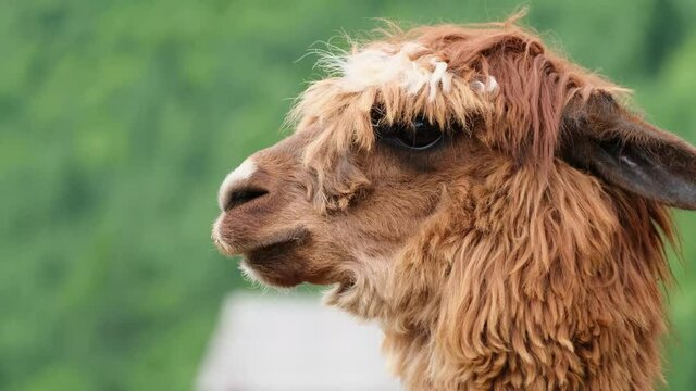 Lama is a South American mammal of the camel family, alpaca close up