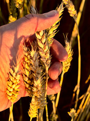 Ears of wheat in a farmers hand