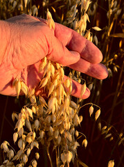 Ears of oat in a farmers hand during sunset