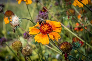 flowers on a meadow