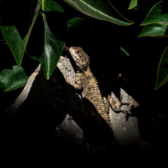 Lizard in wild on stone with green background