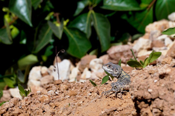 Lizard in wild on sand with green background