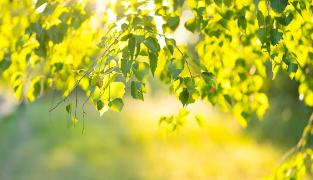 Birch branches and leaves at sunset. Natural background. Image with selective focus
