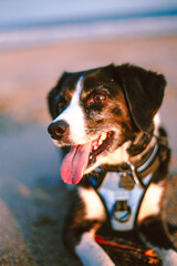 jack russell terrier