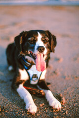 dog on the beach