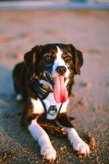 dog on the beach