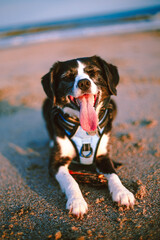dog on the beach