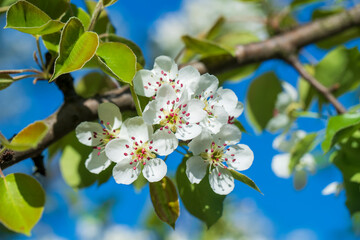 Sprig of white flowers blooms on a pear tree against a blue sky
