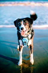 dog on the beach