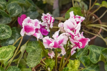 violet flowers on the shelves of stores