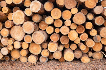 Lumber warehouse. Stack of round raw coniferous logs outdoors