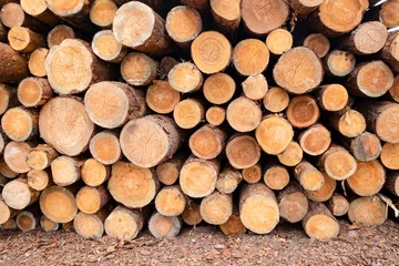 Möbelaufkleber Lumber warehouse. Stack of round raw coniferous logs outdoors © Melena-Nsk