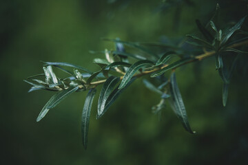 Sea buckthorn branch on a dark background 