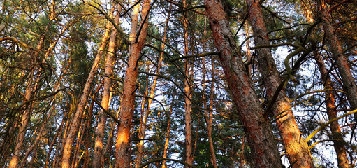 Beautiful pine forest background for banner concept