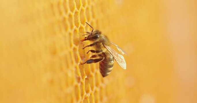 Working bee on honeycomb. Closeup of bee on honeycomb in apiary
