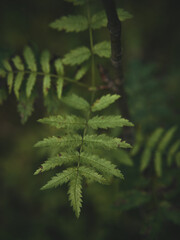 Rowan leaves growing on a branch close up on a dark background