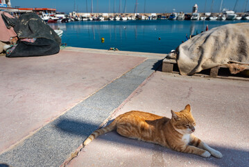 ISKELE, URLA, IZMIR, TURKEY. Cat enjoying the sun on the pier