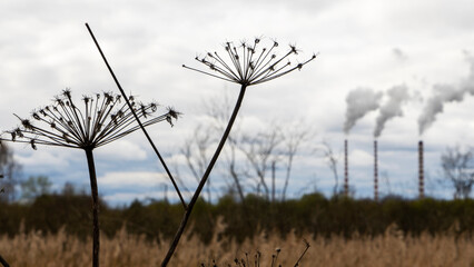 The field with the died and dried-up flowers against the background of large oil refinery. Dramatic sky background. Ecological problem concept.