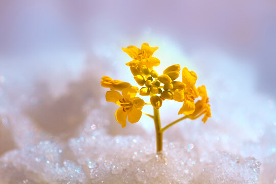 Snow Flowers, Wonders, And Changeable Weather Of Spring.