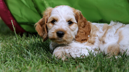 Closeup shot of a cute little American cocker spaniel lying on a grass