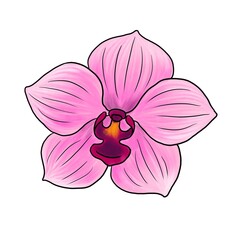 Fototapeta na wymiar drawing flower of pink orchid isolated at white background, hand drawn illustration