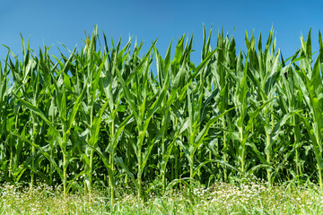 Cornfield margin against a blue sky 5666