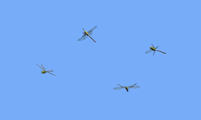 Flying Emperor dragonfly, Anax imperator, a collage of four various flight views, side, front and chasing an insect in front of blue sky, Germany