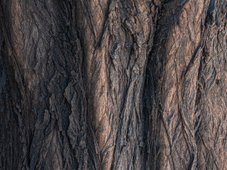 Background. Vertical texture of the bark of a large tree.