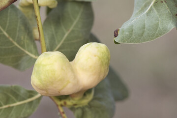 Pistacia terebinthus Cyprus turpentine shrub with horn-shaped galls and balls with lanceolate green leaves stems on homogeneous yellowish green background