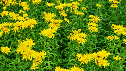 Flowers motley grass in field. Elecampane, nardus golden flower (?nula salicina). Antiseptic,...