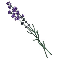 drawing flower of lavender isolated at white background, hand drawn illustration