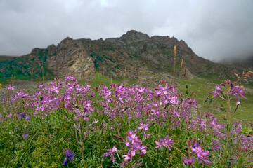 Alpine willowherb (Epilobium fleischeri, Chamaenerion fleischeri) - alpigenous plant (coryphad) on border moraine, dry meadow (acrophytia). Vicinity of Mt. Elbrus of Caucasus, august, 2500 m A.S.L - obrazy, fototapety, plakaty