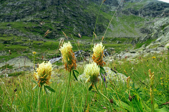 Autumn on a mountain meadow. White clover (Trifolium repens) is fading (defloration)