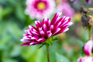 Flower in the garden beautiful colors