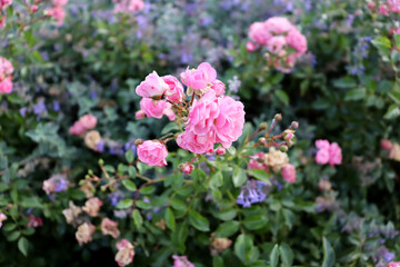 Beautiful delicate flowers background. Garden wallpaper