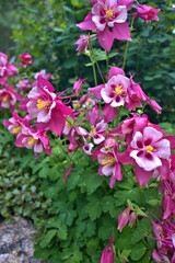 Colorful wild columbine flowers in the Rocky Mountains