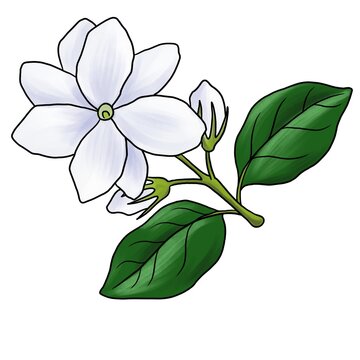 drawing flower of arabian jasmine, Jasminum sambac, isolated at white background, hand drawn illustration
