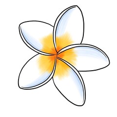 drawing flower of plumeria isolated at white background, hand drawn illustration