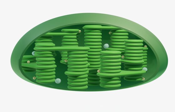 Chloroplast Unlabeled