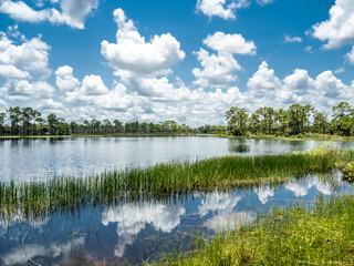 Webb Lake in Babcock Webb Wildlife Management Area in Punta Gorda Florida USA