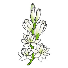 drawing flower of tuberose isolated at white background, hand drawn illustration