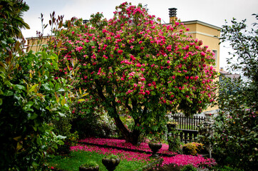 Natura intorno al Lago Maggiore