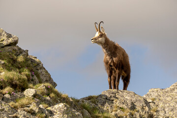 Obraz premium A chamois on a rock. Tatra Mountains.