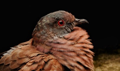near a turtle dove