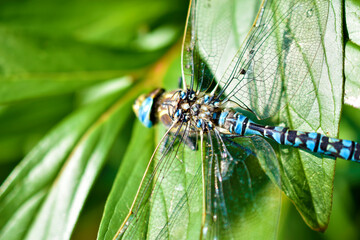 Large dragonfly on a green leaf close-up