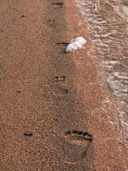 Footprints along the water front on a sandy beach