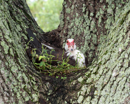 Female muscovy duck with black, white, and red markings is nesting in the middle space of a tree with a blurred green background.