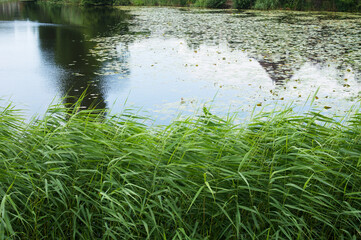 Water lily (Nymphaeaceae) floating on the surface of a pond with a green quay in the Netherlands