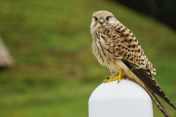 Turmfalke am Strassenrand