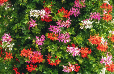 beautiful background with muscat flowers.